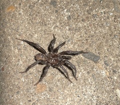 Antrodiaetus pacificus