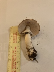 Agaricus sylvaticus