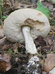 Leccinum luteum