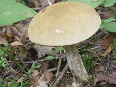 Leccinum luteum
