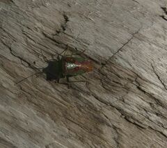 Acanthosoma haemorrhoidale