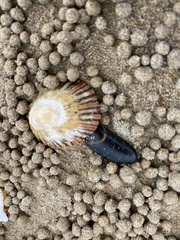 Cellana tramoserica