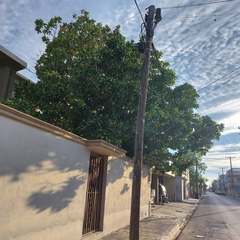 Magnolia grandiflora