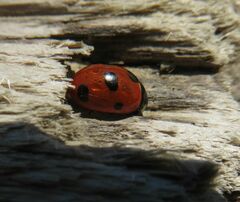 Coccinella magnifica