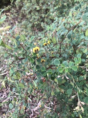 Goodia medicaginea