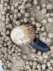 Cellana tramoserica