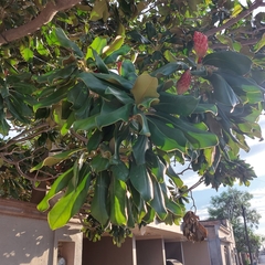 Magnolia grandiflora