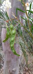 Acacia linifolia