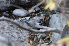 Poecile hudsonicus