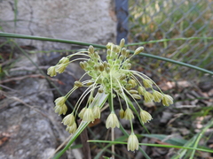 Allium longispathum