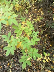 Rosa majalis