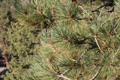 Pinus jeffreyi