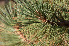 Pinus jeffreyi