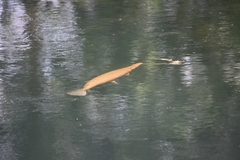 Lepisosteus oculatus