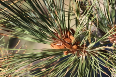 Pinus jeffreyi