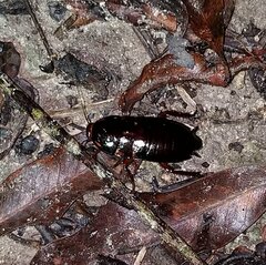 Eurycotis floridana