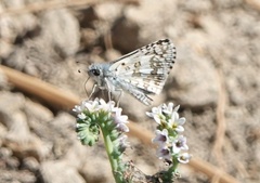 Burnsius albescens