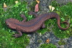 Paramesotriton hongkongensis
