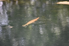 Lepisosteus oculatus