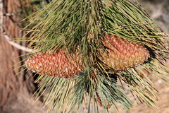 Pinus jeffreyi