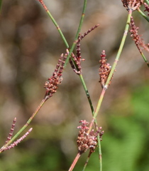 Allocasuarina paludosa