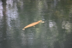 Lepisosteus oculatus