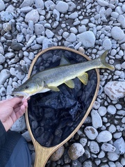 Ptychocheilus oregonensis