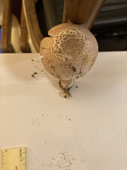 Agaricus sylvaticus