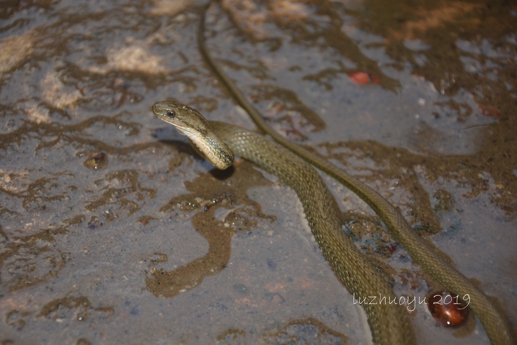 Weixi Keelback Snake