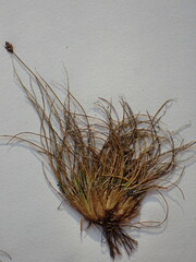 Carex ursina