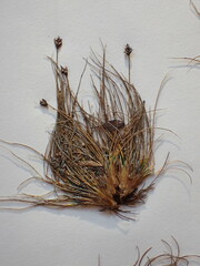 Carex ursina