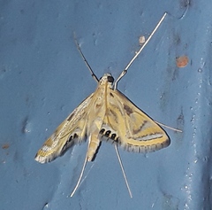 Eoophyla