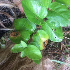 Lonicera hirsuta
