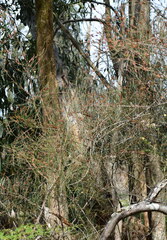 Allocasuarina paludosa