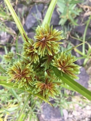 Cyperus longus