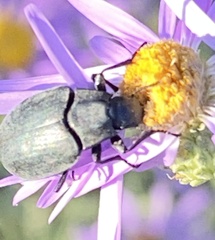 Bothrotes canaliculatus