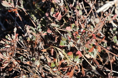 Eriogonum microtheca