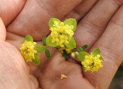 Pimelea flava