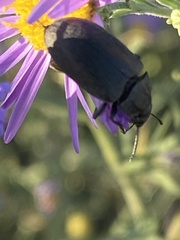 Bothrotes canaliculatus