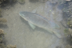Oreochromis aureus