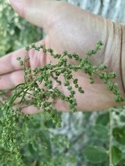 Chenopodium berlandieri