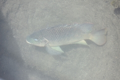 Oreochromis aureus