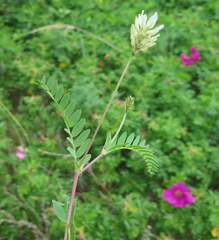 Astragalus marinus
