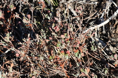 Eriogonum microtheca
