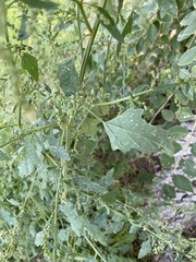 Chenopodium berlandieri