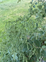 Chenopodium berlandieri