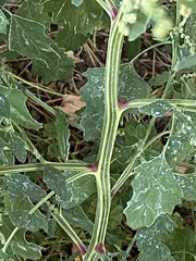 Chenopodium berlandieri