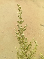 Artemisia vulgaris
