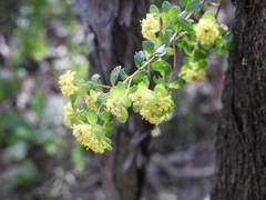 Pimelea flava
