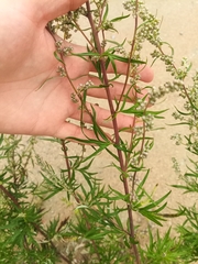 Artemisia vulgaris
